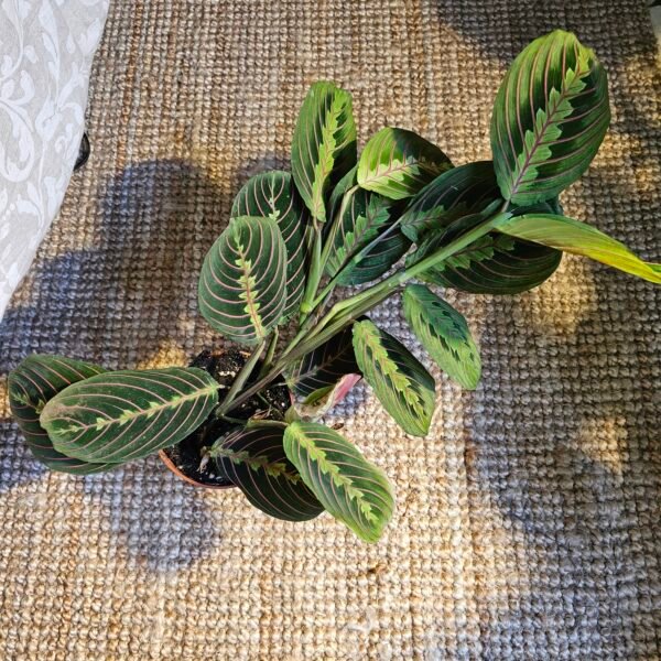 Maranta leuconeura 'Fascinator' – Image 6