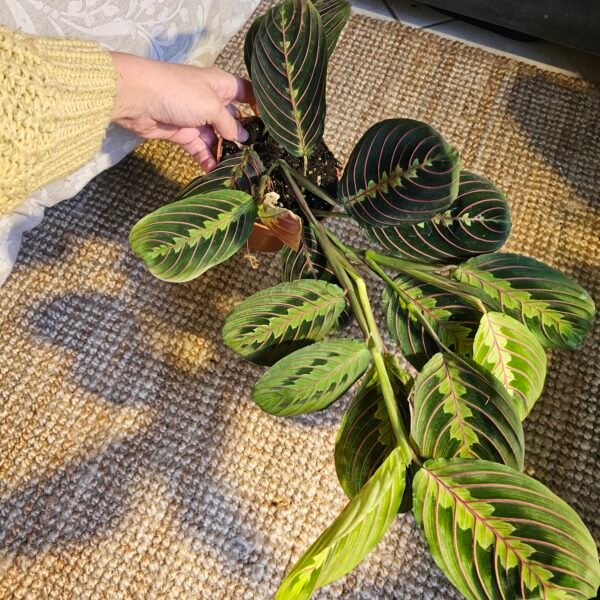 Maranta leuconeura 'Fascinator' – Image 5