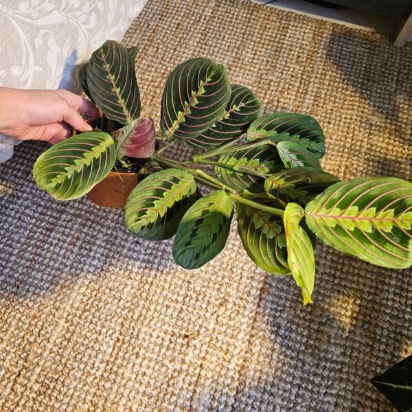 Maranta leuconeura 'Fascinator' – Image 4