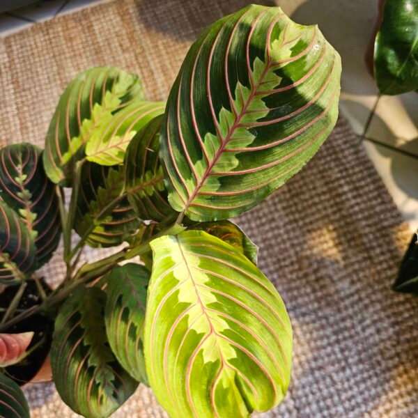 Maranta leuconeura 'Fascinator' – Image 3