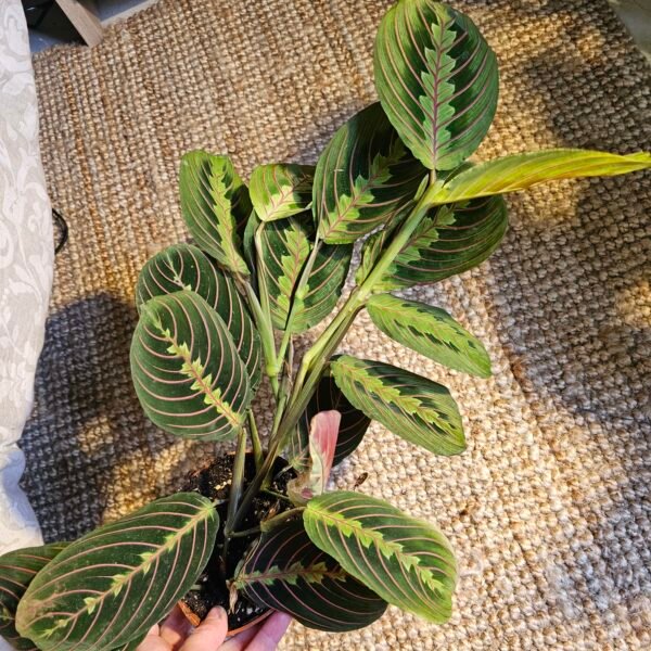 Maranta leuconeura 'Fascinator'