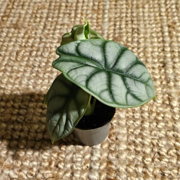 Alocasia Silver Dragon