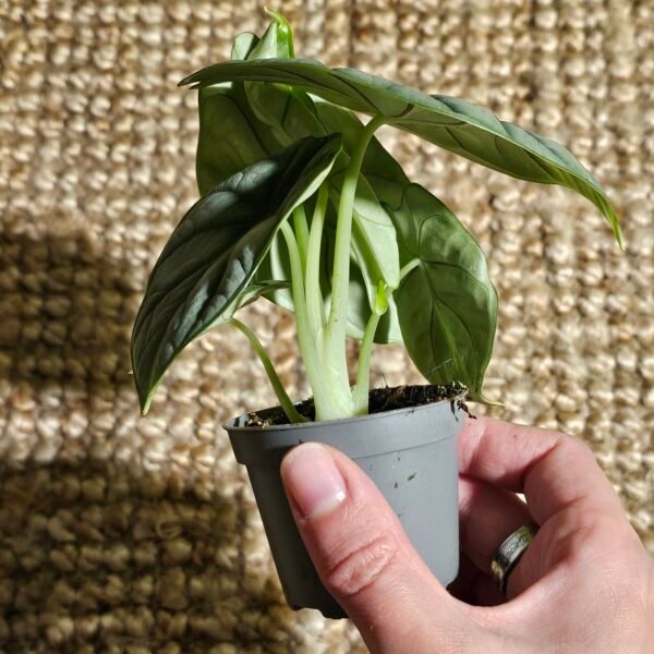 Alocasia Silver Dragon – Image 6