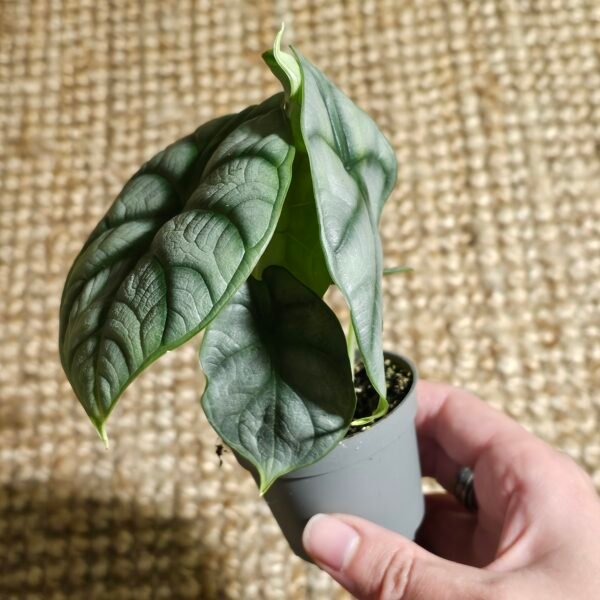 Alocasia Silver Dragon – Image 2