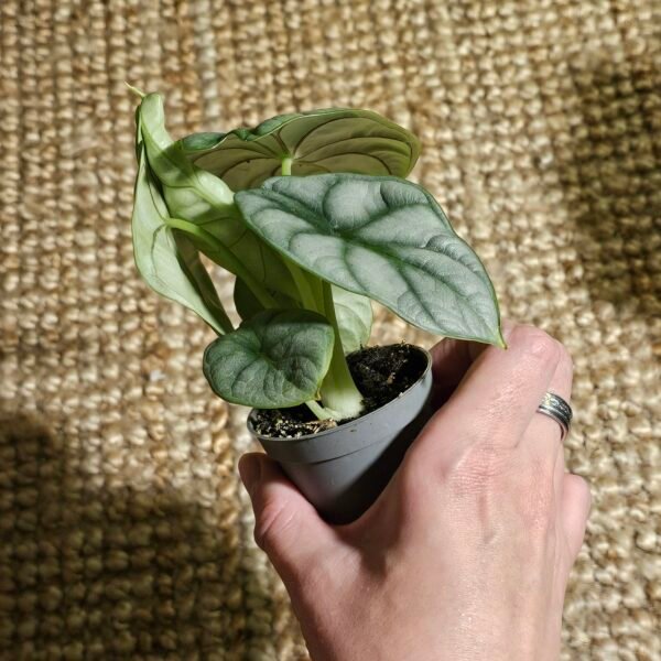 Alocasia Silver Dragon – Image 4