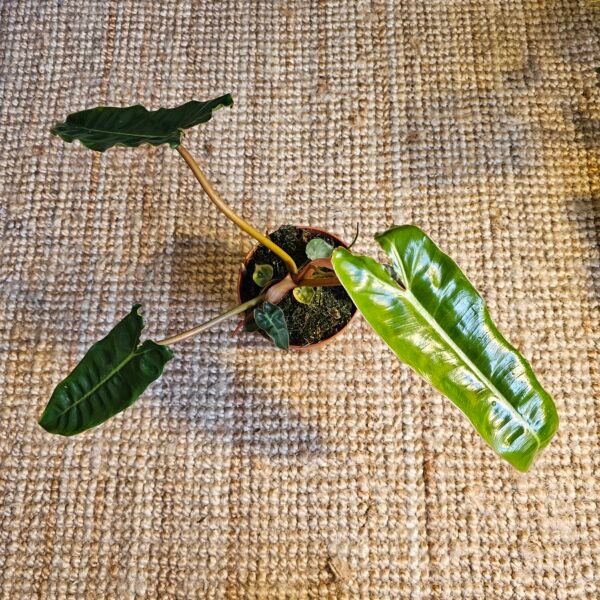 Philodendron 'Billietiae'