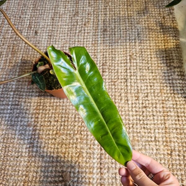 Philodendron 'Billietiae' – Image 6