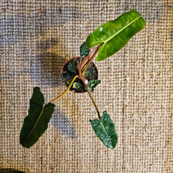 Philodendron 'Billietiae' – Image 5