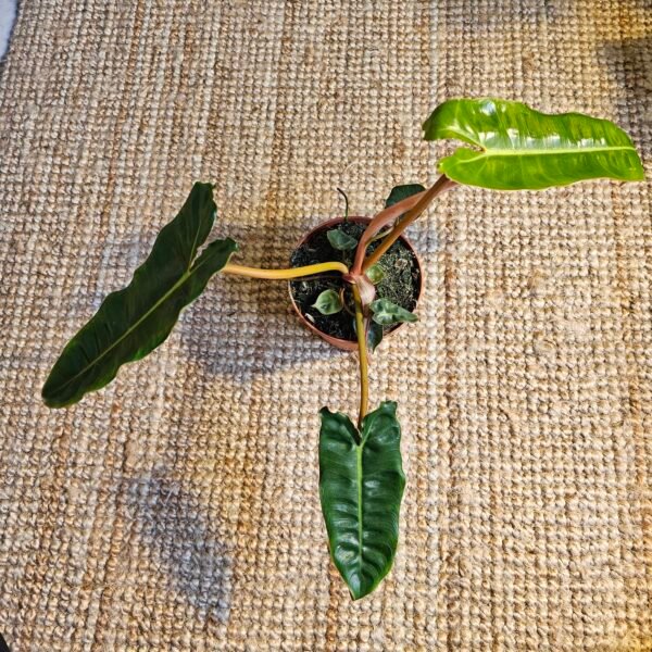 Philodendron 'Billietiae' – Image 4