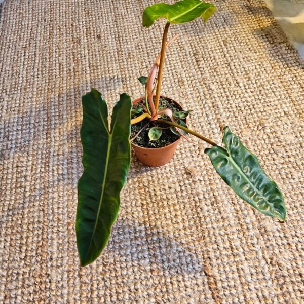 Philodendron 'Billietiae' – Image 2