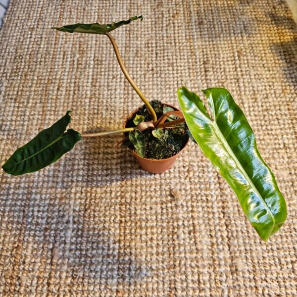 Philodendron 'Billietiae' – Image 3