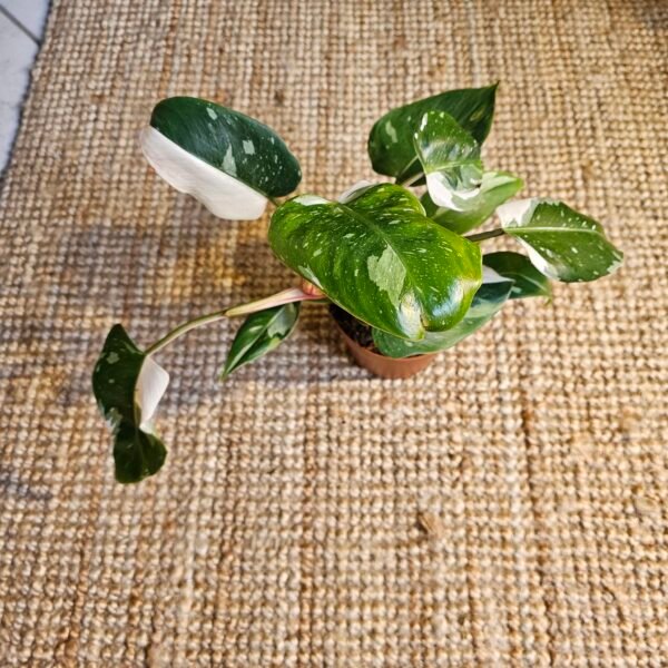 Philodendron 'White Knight' – Image 7