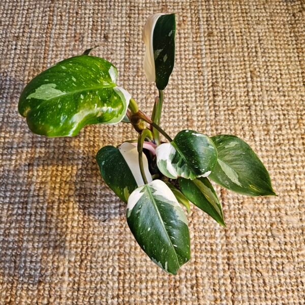 Philodendron 'White Knight'