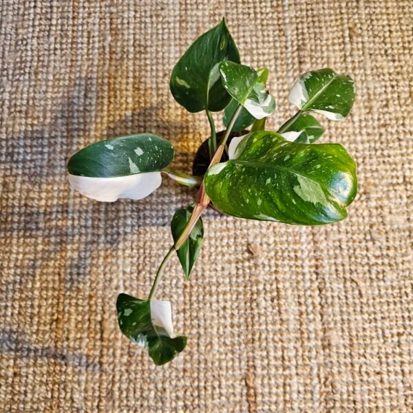 Philodendron 'White Knight' – Image 5