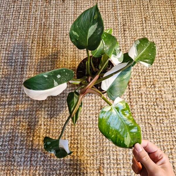 Philodendron 'White Knight' – Image 4