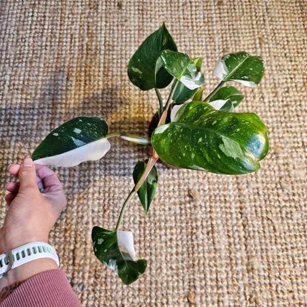 Philodendron 'White Knight' – Image 3