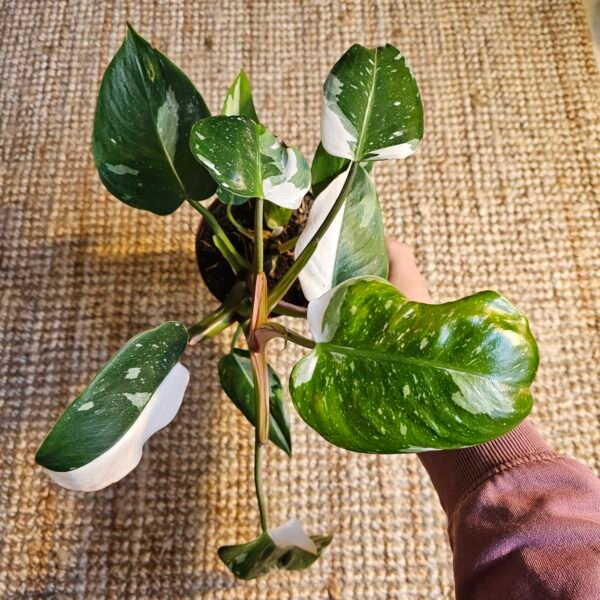 Philodendron 'White Knight' – Image 2