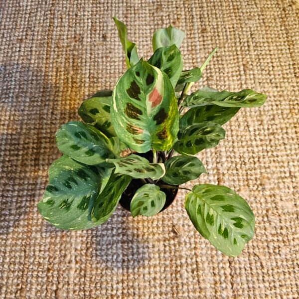 Maranta kerchoveana variegata – Image 8
