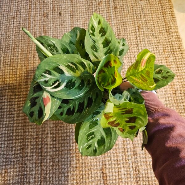 Maranta kerchoveana variegata – Image 7