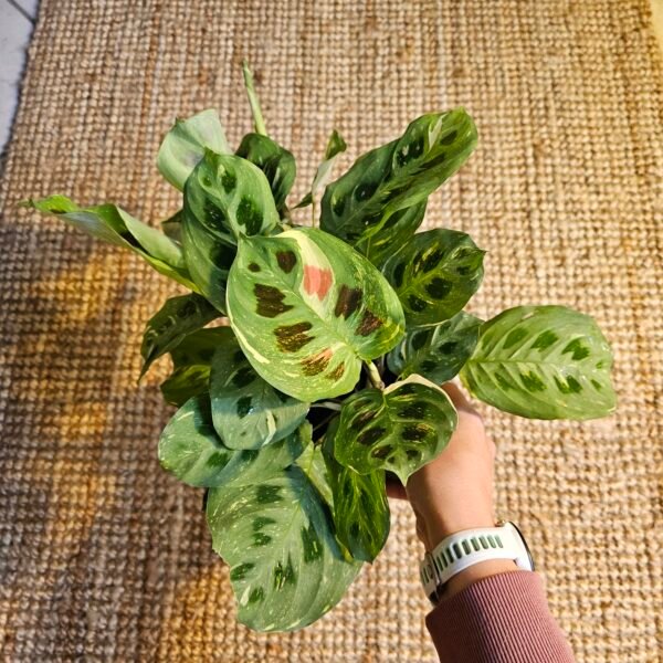 Maranta kerchoveana variegata – Image 6