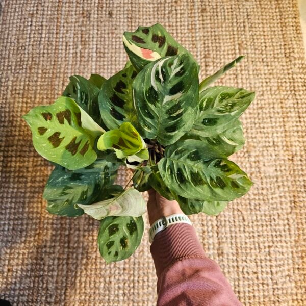 Maranta kerchoveana variegata