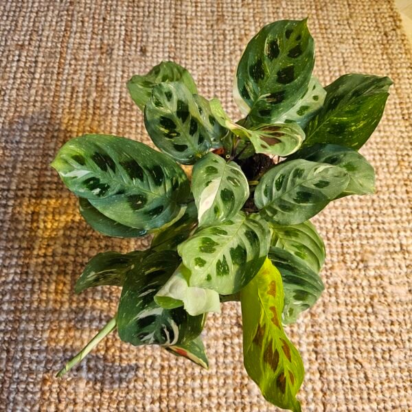 Maranta kerchoveana variegata – Image 4