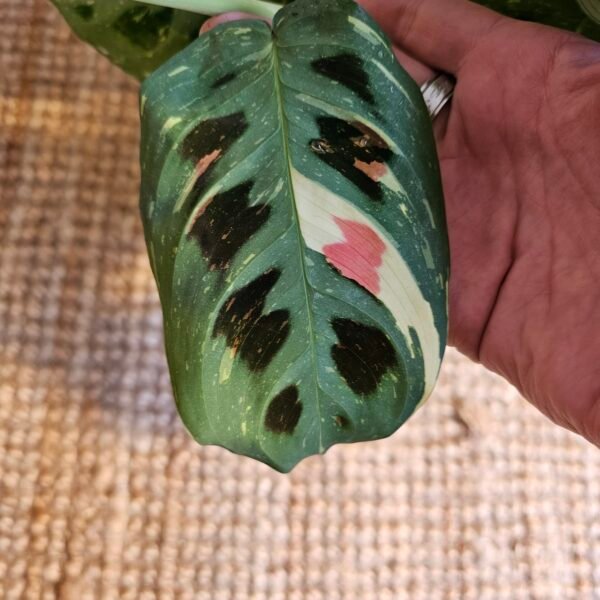 Maranta kerchoveana variegata – Image 3