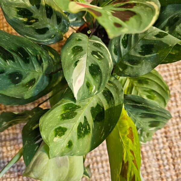 Maranta kerchoveana variegata – Image 2